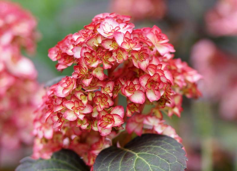 Hydrangea macrophylla 'Miss Saori'